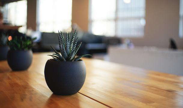 Plants on a shiny table Plants on a shiny table